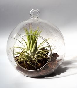 Tillandsia