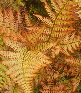 AUTUMN FERN