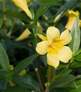 CAROLINA JESSAMINE