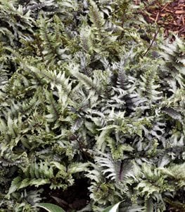 'CRESTED SURF' JAPANESE PAINTED FERN