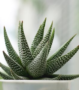 ZEBRA HAWORTHIA