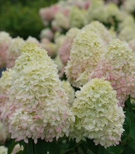 Limelight Prime Hydrangea, Hydrangea Paniculata
Proven Winners
Sycamore, IL