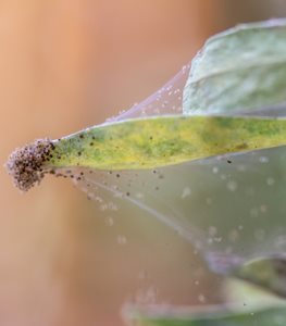 Spider mites