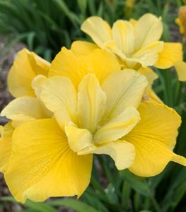 YELLOW IRIS