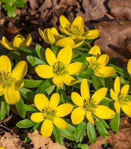 Winter Aconite