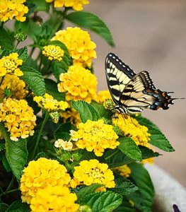 YELLOW LANTANA
