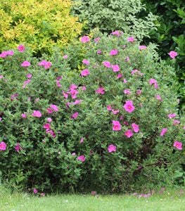 ROCK ROSE PLANT