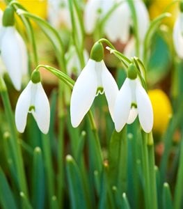 SNOWDROPS