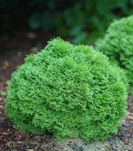 Tater Tot® Arborvitae