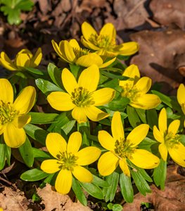 Winter aconite flowers