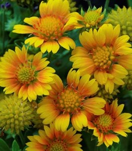 ARIZONA APRICOT GAILLARDIA