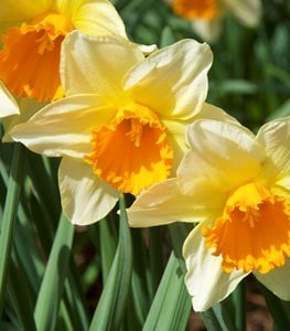 The Top 20 Spring-Flowering Bulbs | Garden Design
