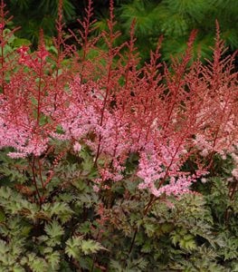 DELFT LACE HYBRID ASTILBE