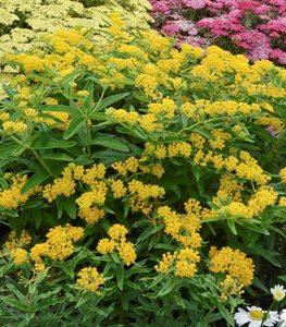 'HELLO YELLOW' MILKWEED