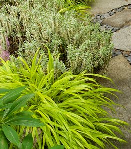 "Hakonechloa macra ‘Aureola’ (Japanese forest grass) - Photo by: Janet Loughrey.