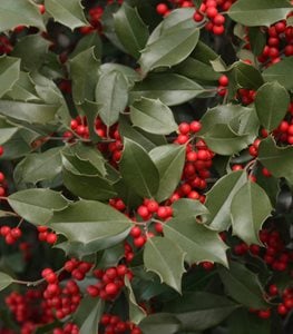AMERICAN HOLLY