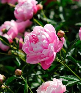 Paeonia lactiflora, pink peony flower
