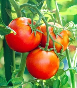 TOMATO