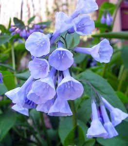 Virginia Bluebells, Mertensia Virginica, Bluebell Flowers
Shutterstock.com
New York, NY