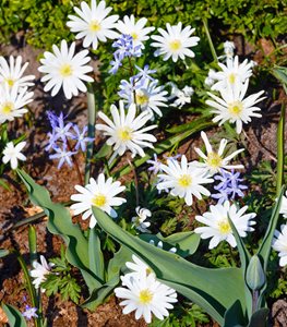 White Splendour Anemone blanda