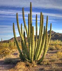 ORGAN PIPE CACTUS