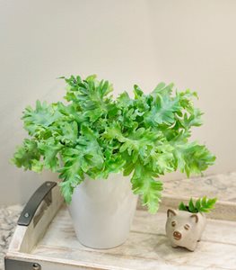 LIVING LACE™ DAVANA BLUE STAR FERN