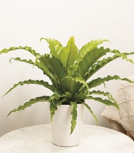 BIRDS NEST FERN