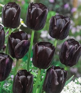 'Queen of the Night' tulip
