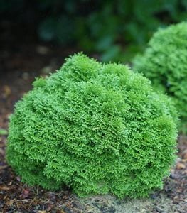 TATER TOT® ARBORVITAE