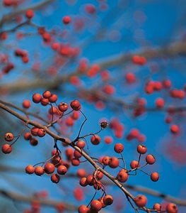 Crataegus phaenopyrum - Photo by: Rob Cardillo.