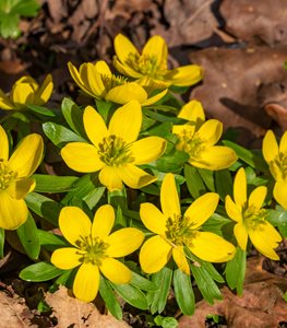 WINTER ACONITE
