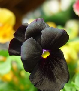 Black Accord' pansy