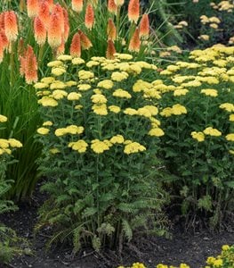 ‘Firefly Sunshine’ yarrow