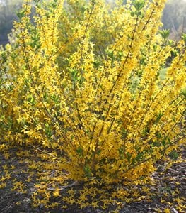 Flying Machine® forsythia