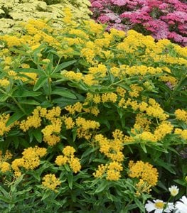 ‘Hello Yellow’ milkweed