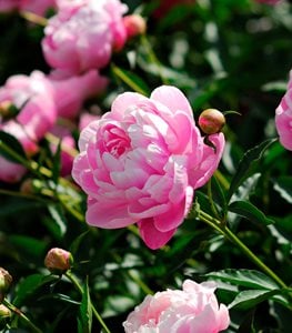 PEONY