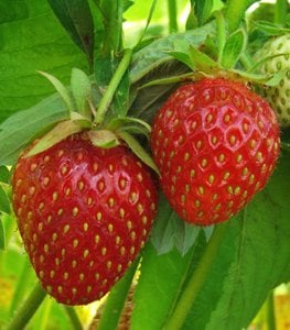 STRAWBERRY