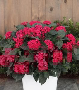 Sunstar® Red Egyptian star flower