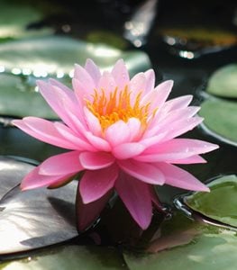 Pink lotus flower