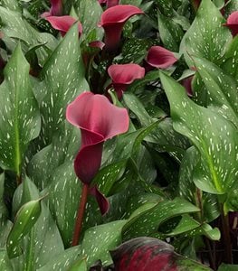 BE MY HEART CALLA LILY