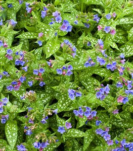 Lungwort plant