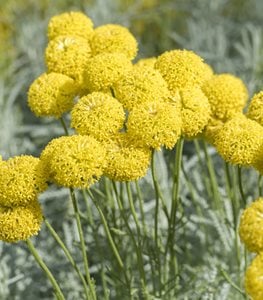 BILLY BUTTONS FLOWERS