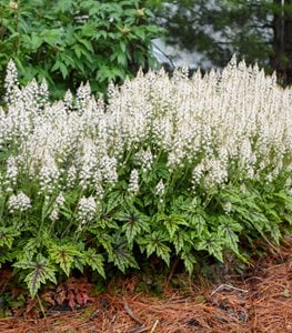 Foamflower