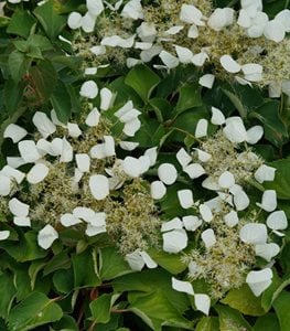 FALSE HYDRANGEA VINE