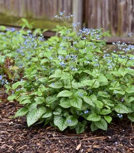 Brunnera plant