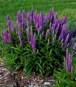 MAGIC SHOW® ‘PURPLE ILLUSION’ SPIKE SPEEDWELL