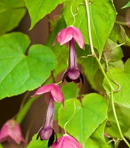 PURPLE BELL VINE