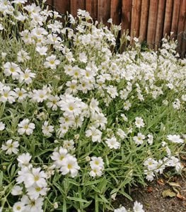 Snow in Summer plant