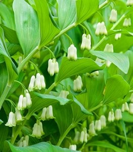 Solomon's Seal