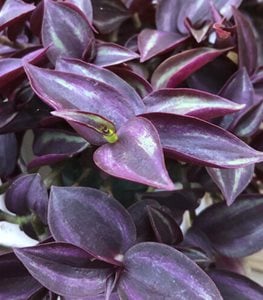 Spiderwort plant